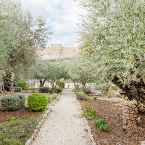 Garden of Gethsemane, Photo by Bethy