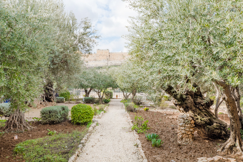 Garden of Gethsemane, Photo by Bethy